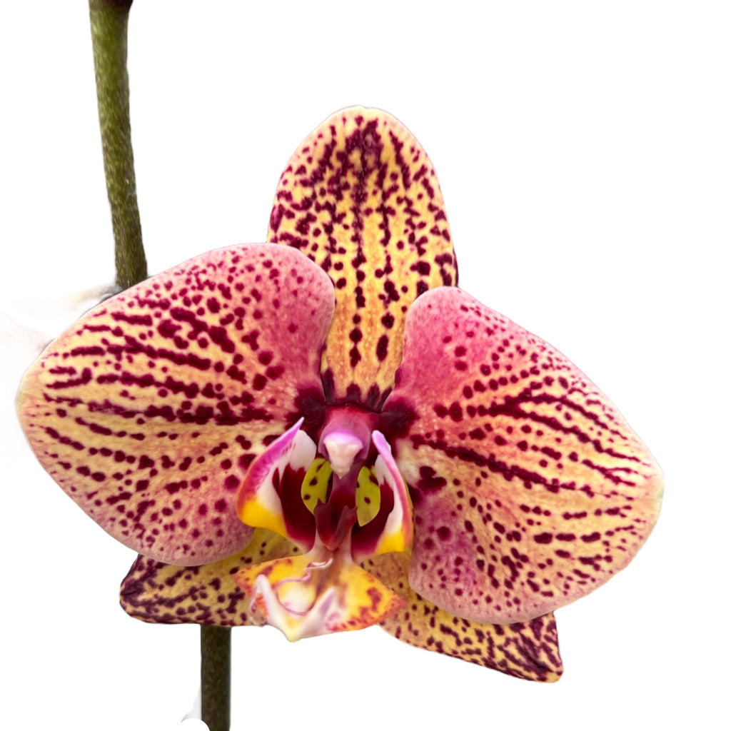 Phalaenopsis 'Limited #95’