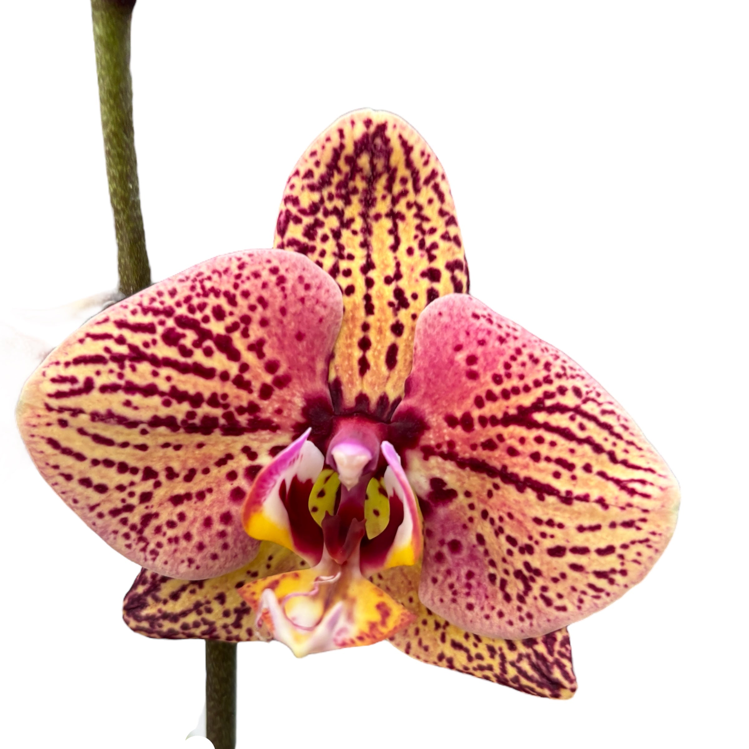 Phalaenopsis 'Limited #95’