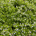 Veronica repens ‘Emerald Carpet’ (veronica taratoare) – covor verde elegant pentru gradina