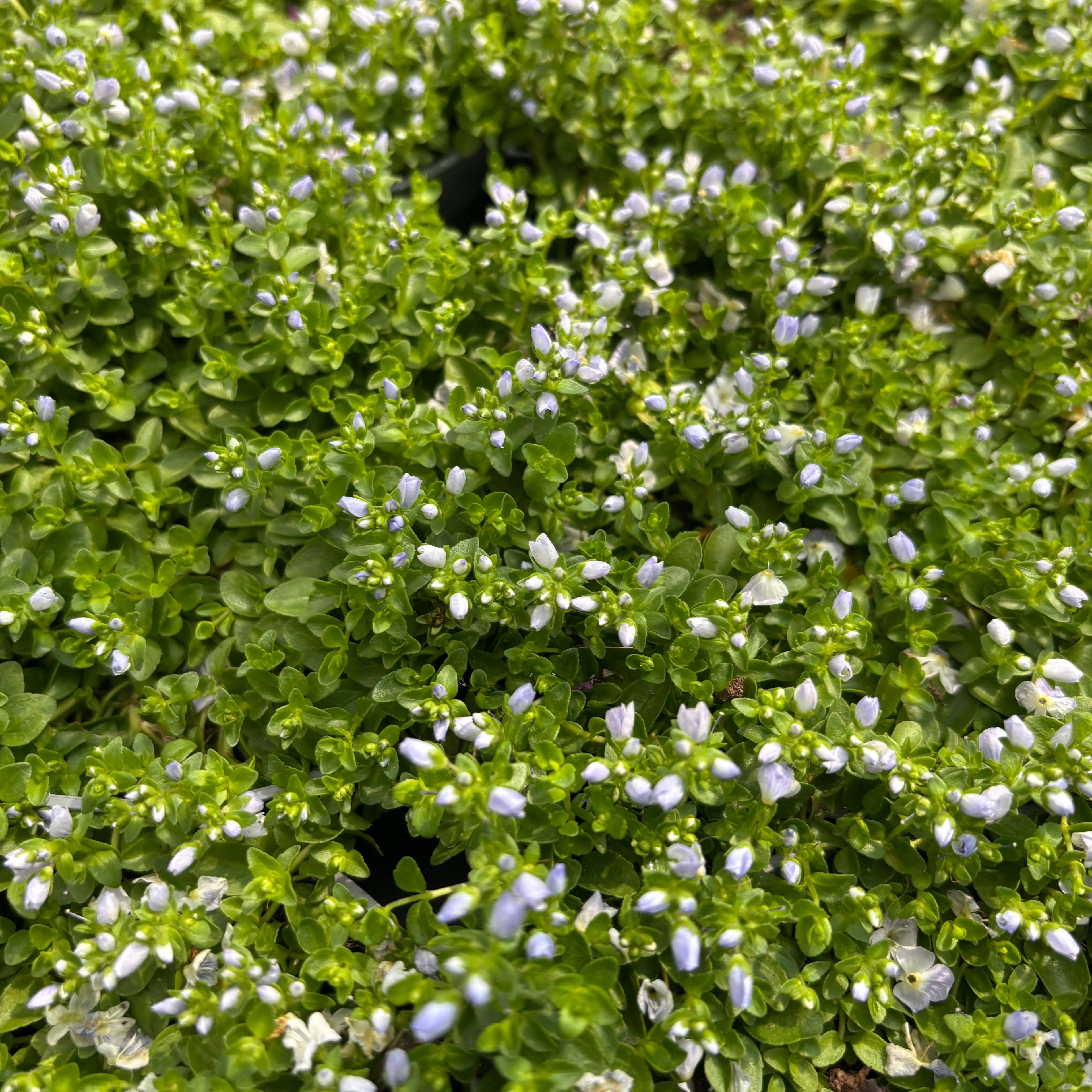Veronica repens ‘Emerald Carpet’ (veronica taratoare) – covor verde elegant pentru gradina