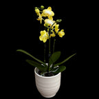 Phalaenopsis Sunny Shore