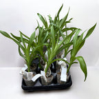 Cycnodes Super Swan #4 - large fragrant flowers