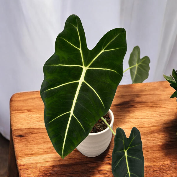 Alocasia Micholitziana 'Frydek' D12