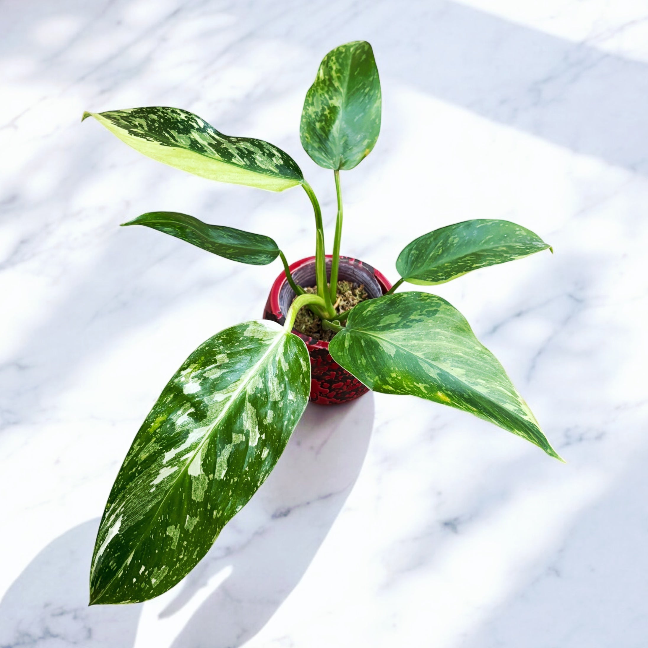 Philodendron Jose Buono (Taiwan)