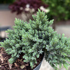 Juniperus squamata 'Blue Star' - Ienupar tarator albastru