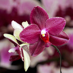 Phalaenopsis Salu's Fragrancy (черни листа) ароматни цветя