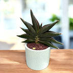 Sansevieria ‘Stylish Fan’