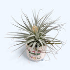 Tillandsia ‘Cotton Candy’ – spectaculaire luchtplant met roze-lavendel bloeiwijze