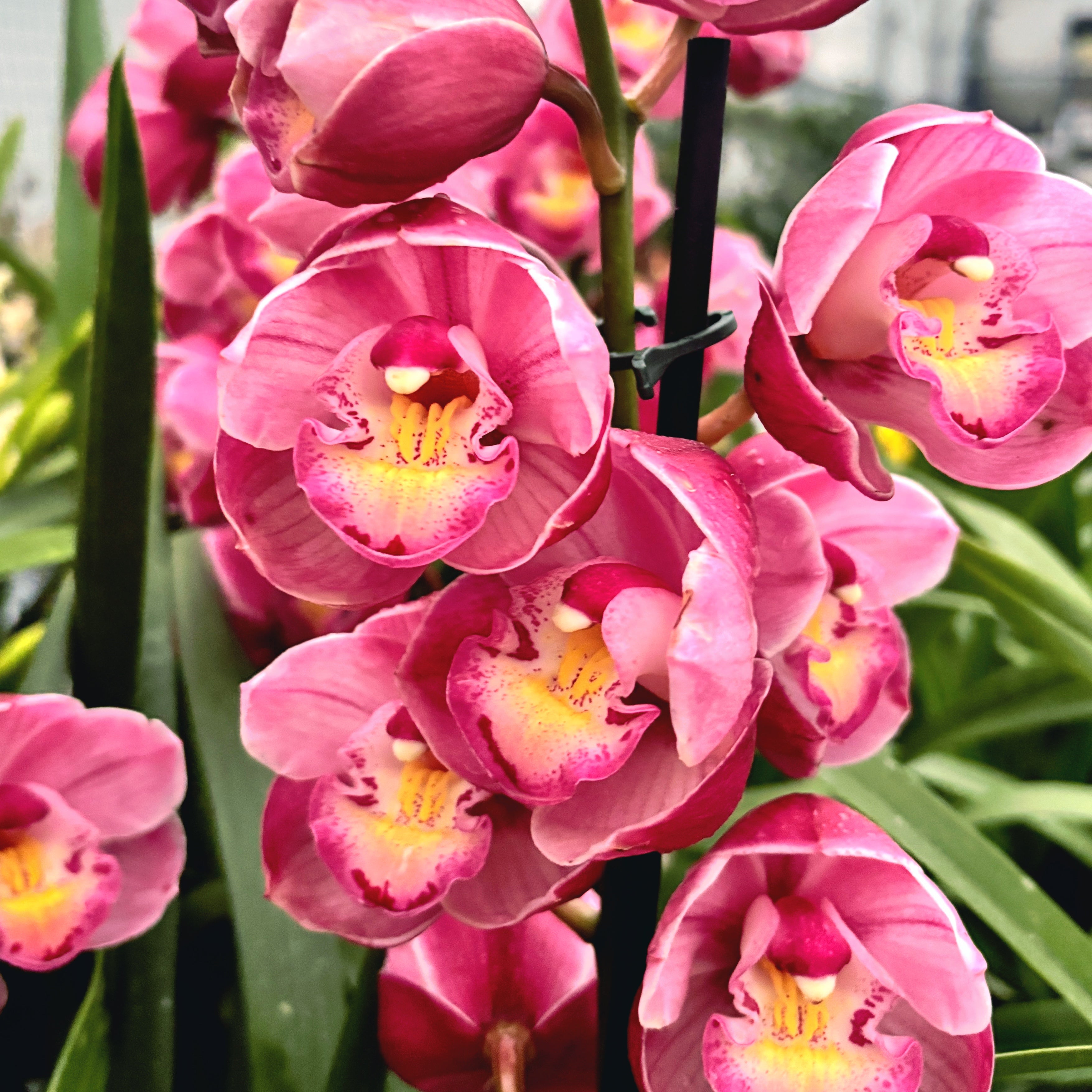 Cymbidium Chusanne