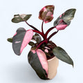 Philodendron 'Pink Princess' unicat