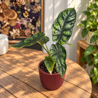 Alocasia 'Dragon Scale Mint' - voimakas kirjavuus