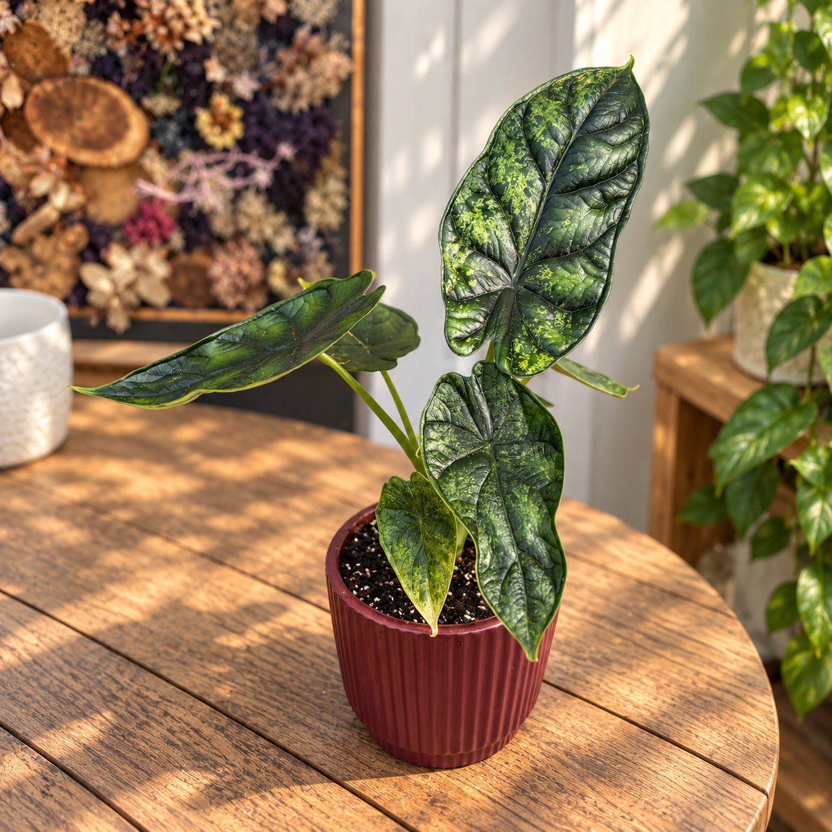 Alocasia 'Dragon Scale Mint' - Strong Variegation