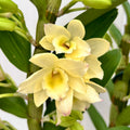 Dendrobium nobile ‘Star Class Yellow’