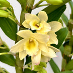 Dendrobium nobile ‘Star Class Yellow’