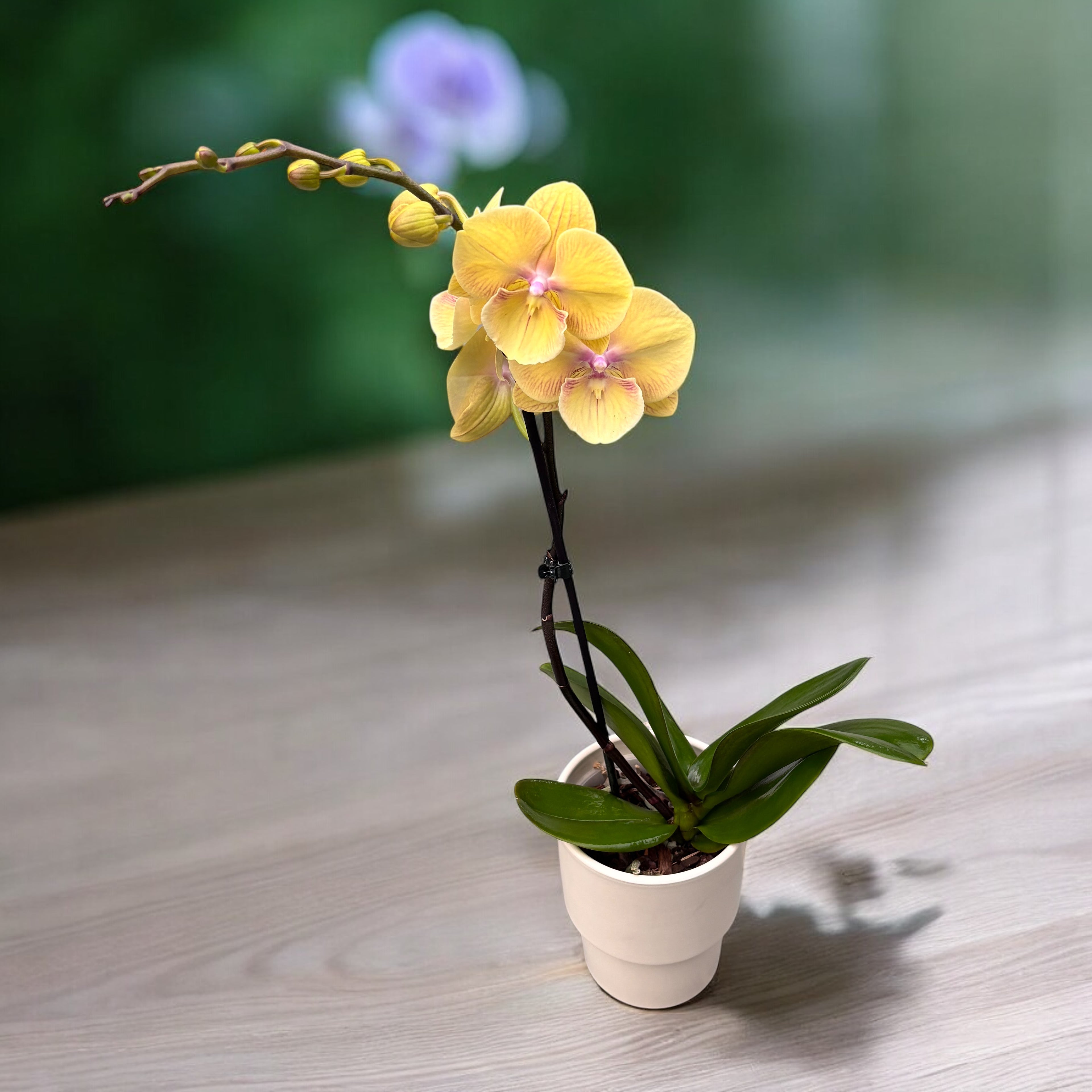 Phalaenopsis 'Limited #105’ big lip
