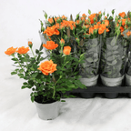 Trandafiri pitici portocalii de gradina - Rosa 'Lotz of Salmon' (3 plante/ghiveci)