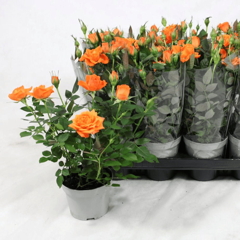 Trandafiri pitici portocalii de gradina - Rosa 'Lotz of Salmon' (3 plante/ghiveci)