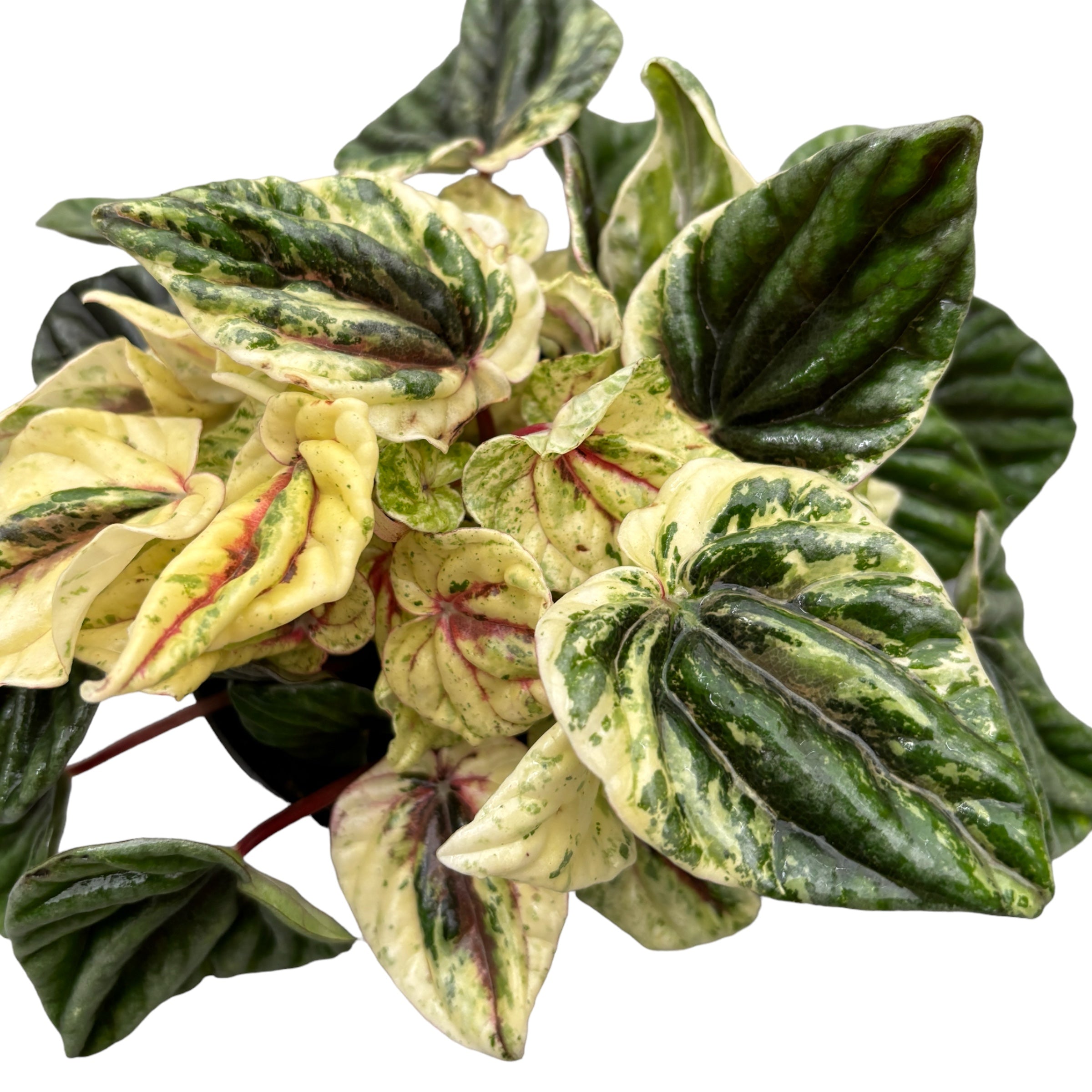 Peperomia 'Buenos Aires'