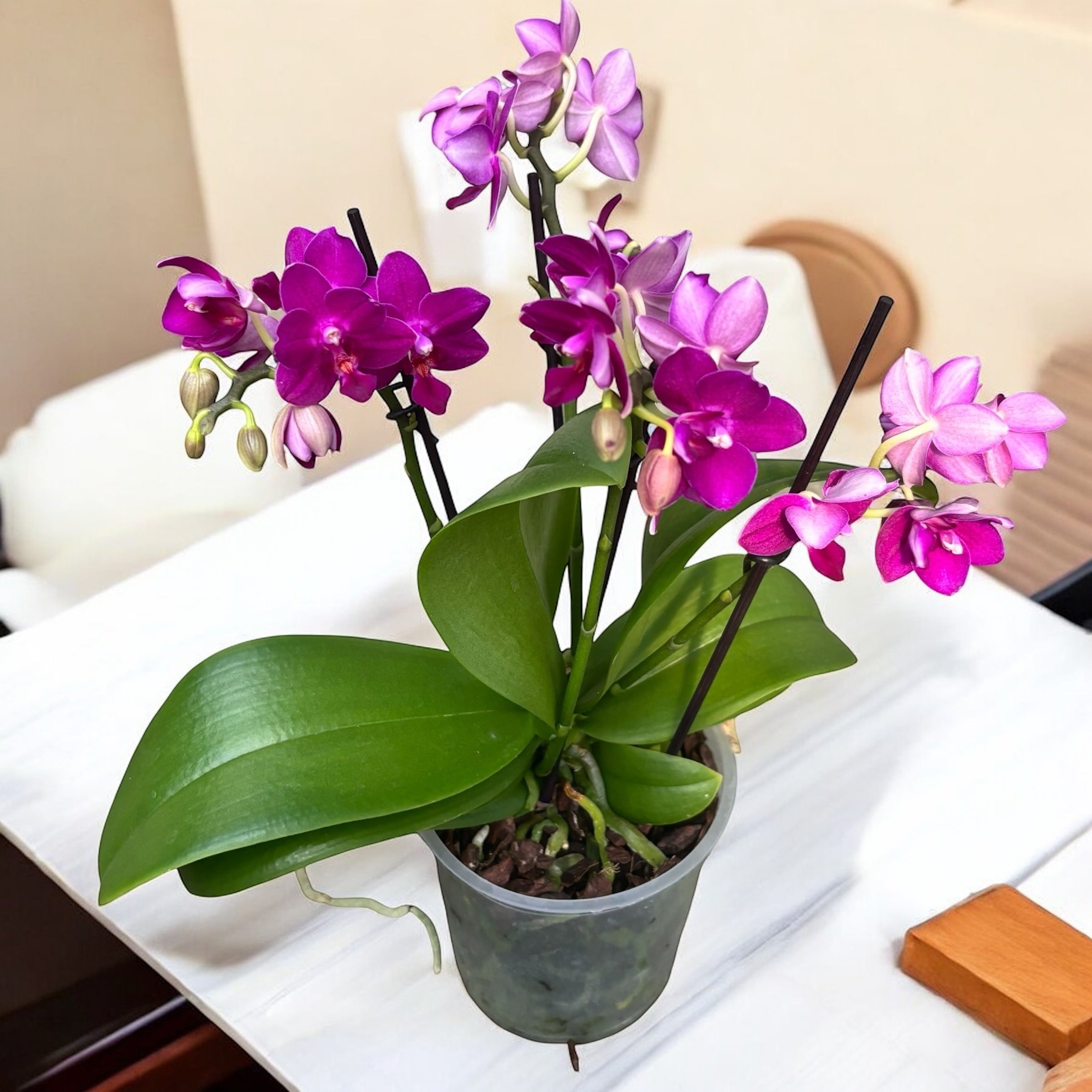 Phalaenopsis 'Limited #11' - flori intens parfumate