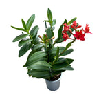 Epidendrum radicans 'Red' (XL-koko)