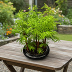 Bonsai Metasequoia XL