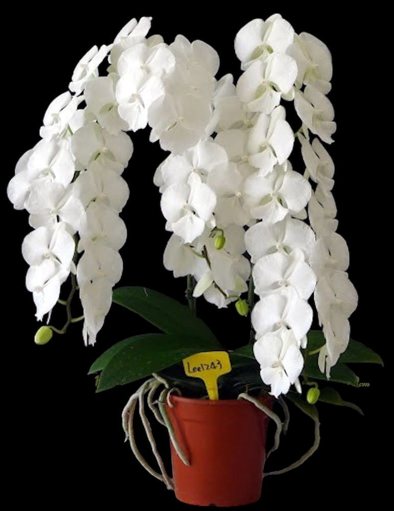 Phalaenopsis Charming Crystal Water '1288' - big lip