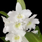 Dendrobium nobile Apollon (voňavé kvety)