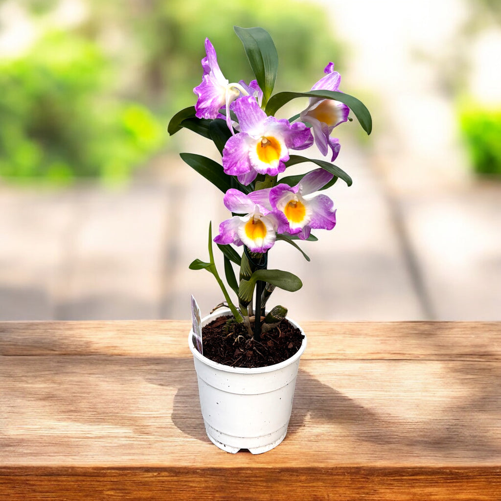 Dendrobium Angel Moon