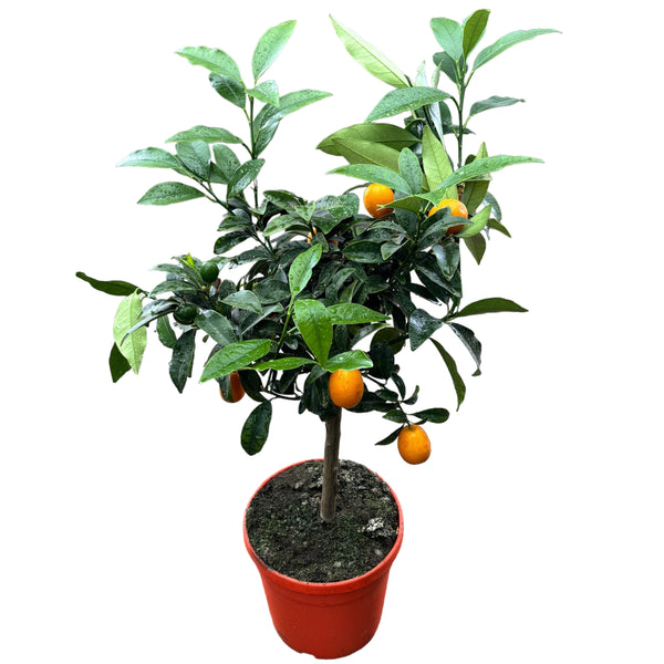 Citrus Kumquat pe picior cu fructe H50 cm