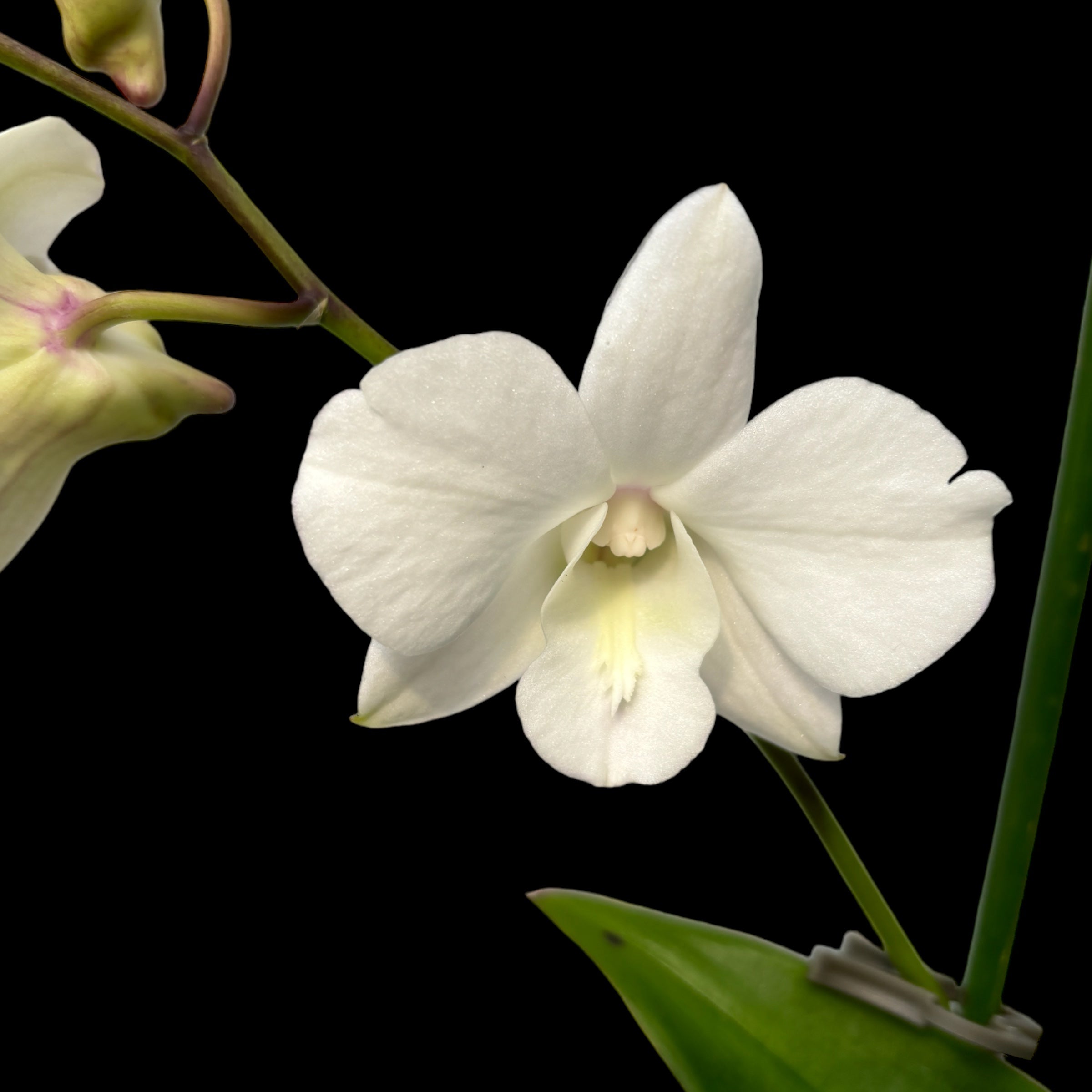 Dendrobium Phalaenopsis Rêve de Noix de Coco