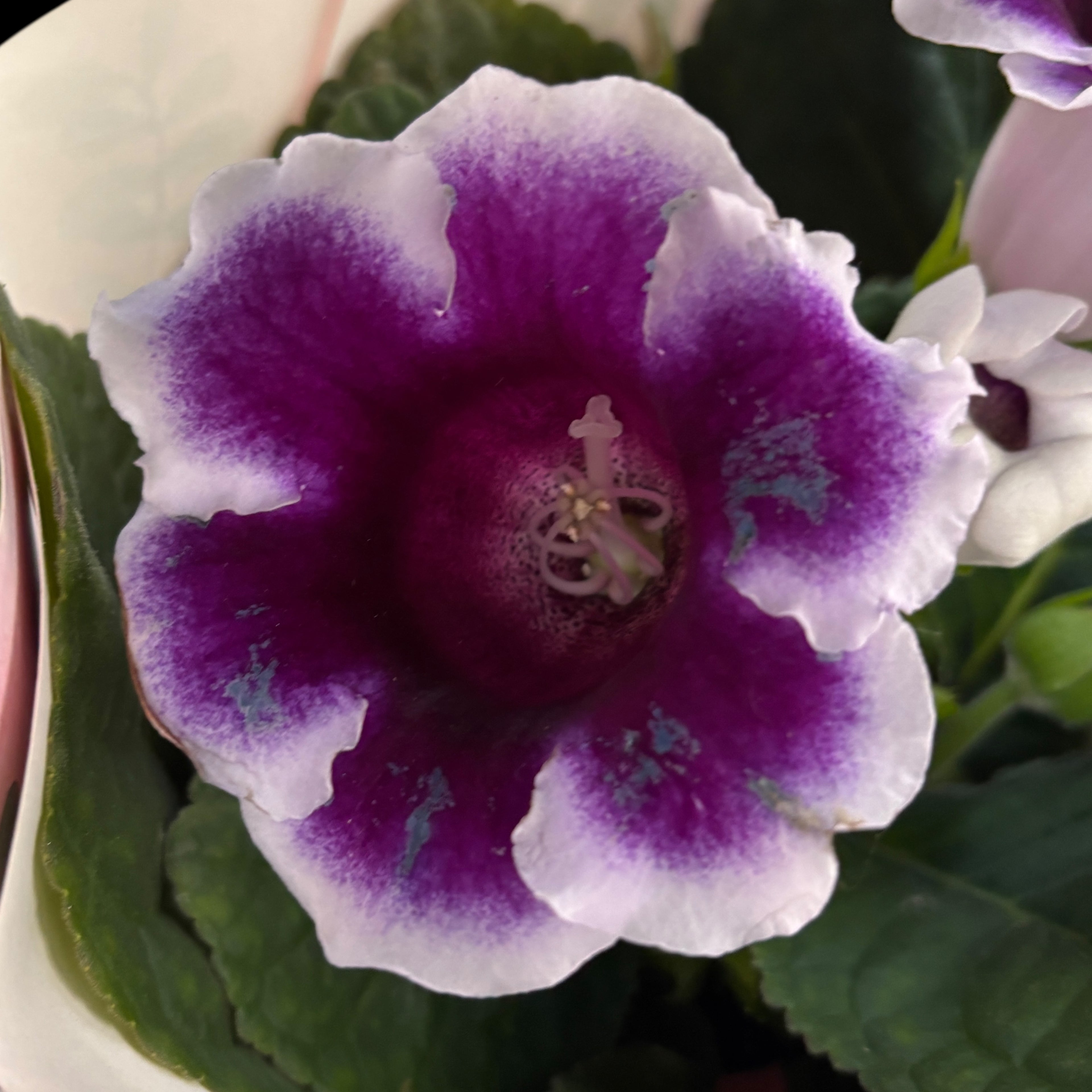 Sinningia ‘Brocade Avanti Blue - White’