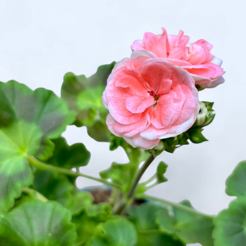 Muscata trandafir - Pelargonium Rosebud ‘Astrid Lindgren’