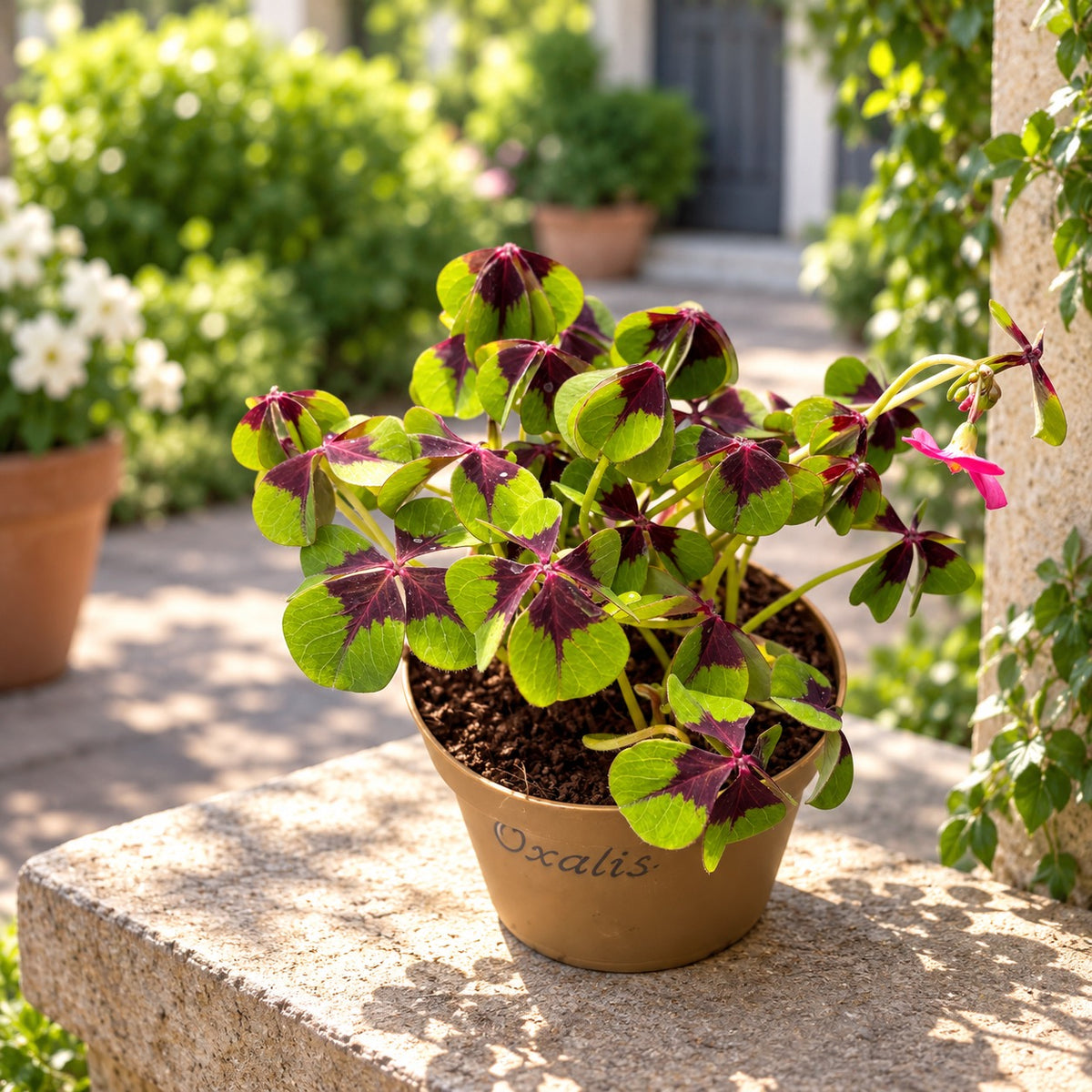 Oxalis deppei – trevo da sorte com folhagem bicolor
