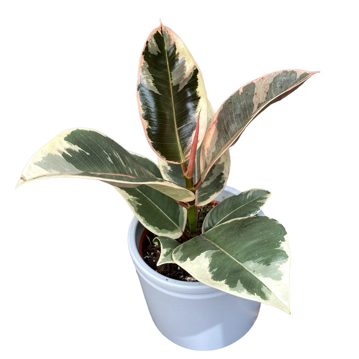 Ficus elastica Tineke (Variegated Rubber Plant)