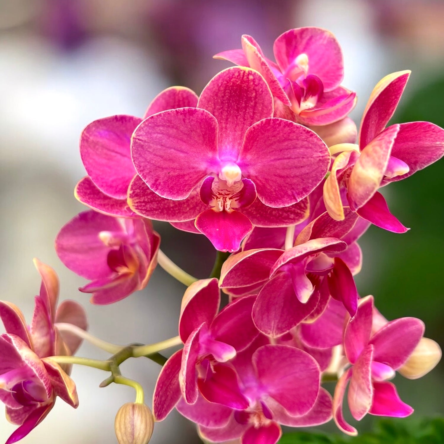 Phalaenopsis Cherry