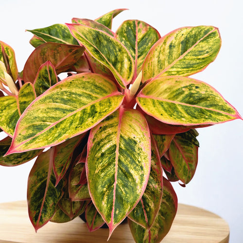 aglaonema salmon Aglaonema 'Salmon Fantasy'
