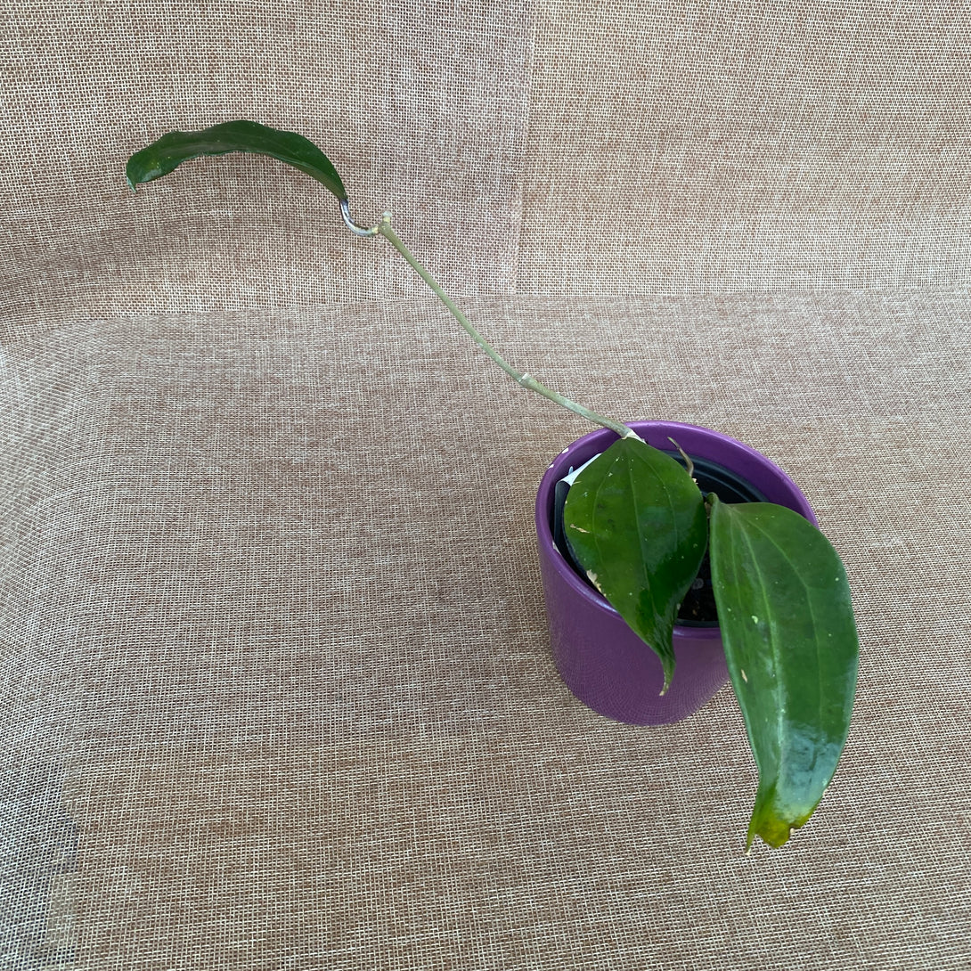 Hoya rigida – Floraria Secret Garden (SG)