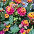 Lantana camara ‘Havana Red’