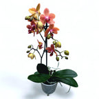 Phalaenopsis Sunset Love