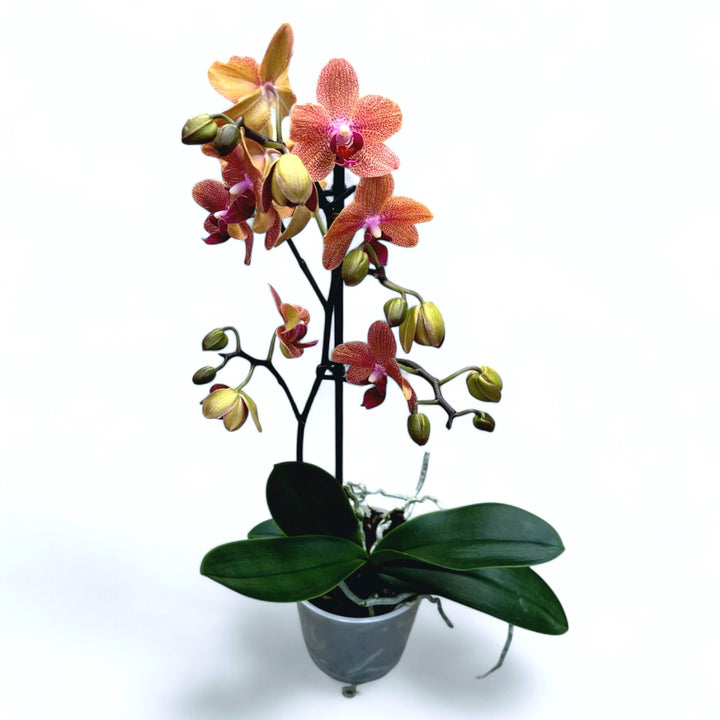 Phalaenopsis Sunset Love