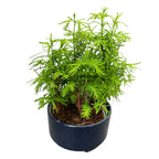 Bonsai Metasequoia (Forest)