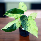 Homalomena sp. variegata