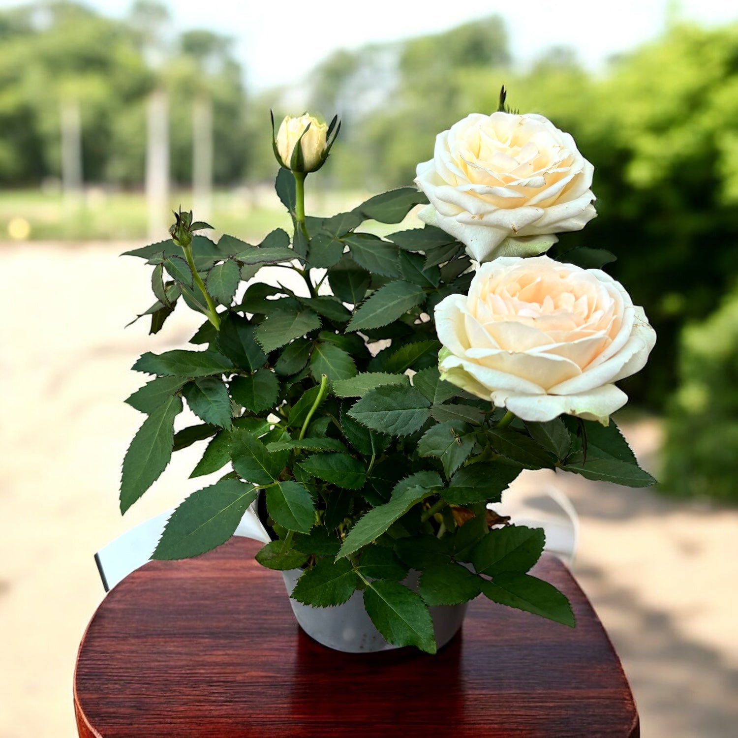 Trandafiri pitici Rosa ‘Grande Pearl’ (Kordana Grande) - flori mari albe