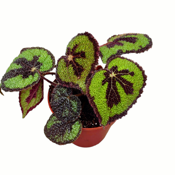 Begonia masoniana Rock (Iron cross begonia)