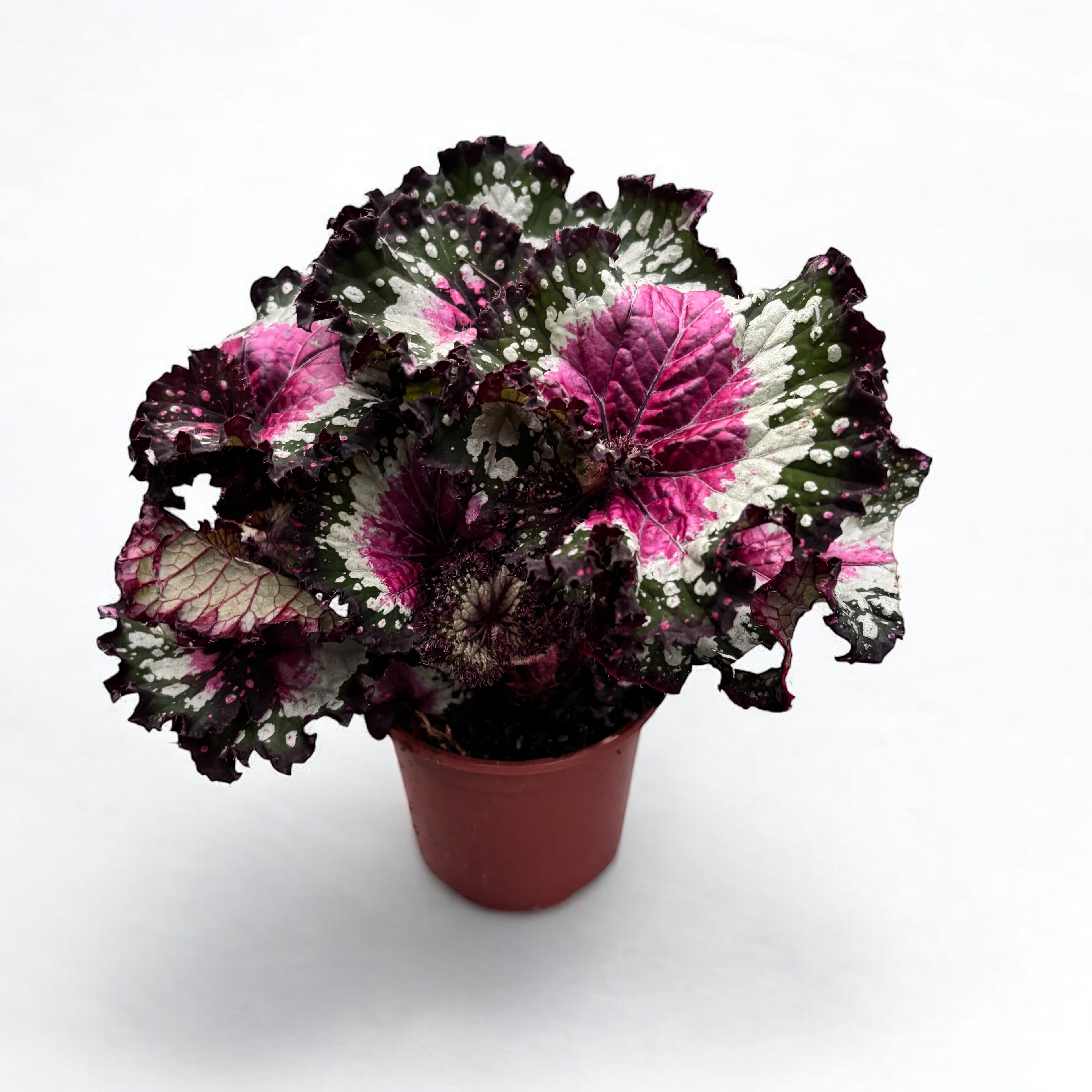 Begonia Purple Blush