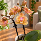Phalaenopsis Aromio Mineral (Scention) - peloric