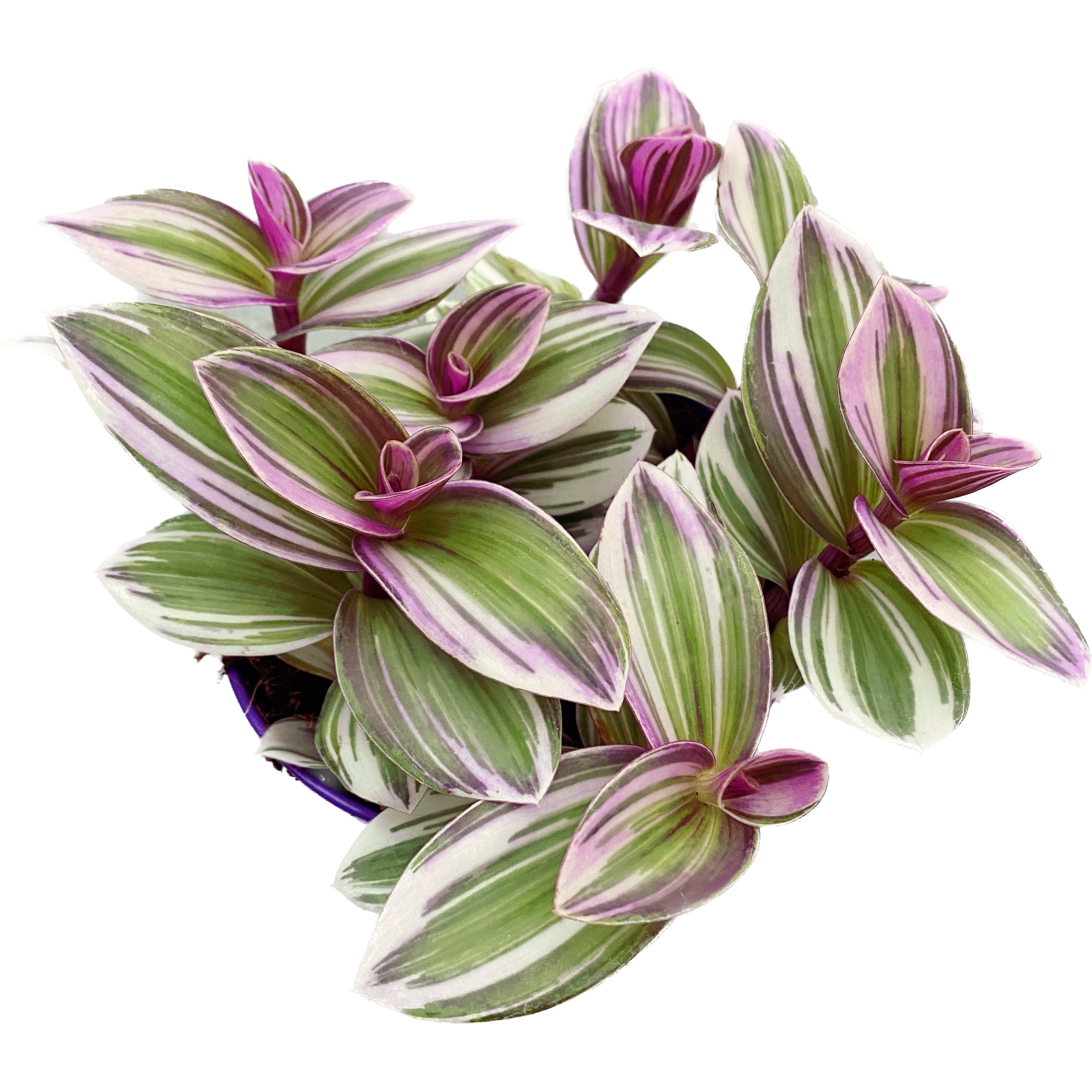 10+ Tradescantia Albiflora Tradescantia albiflora 'Nanouk' D12 (5+ plants/pot) – Floraria Secret
