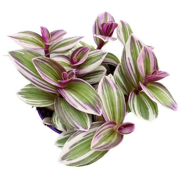 Tradescantia albiflora 'Nanouk' D12 (5+ plants/pot)