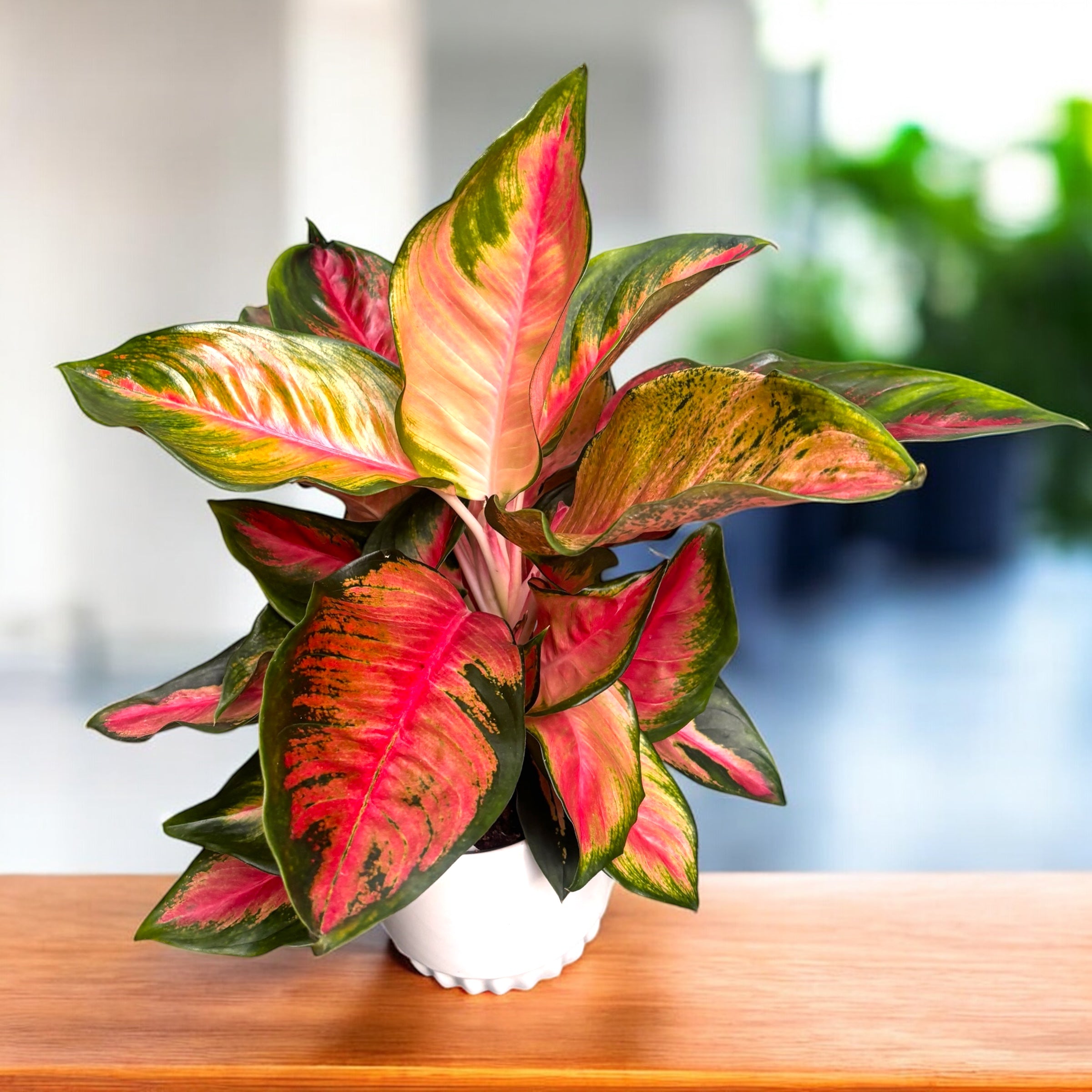 Aglaonema ‘Orange Star’ – eleganta tropicala in nuante calde de roz si portocaliu