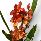 Oncidium Catatante 'Pacific Sunspot'